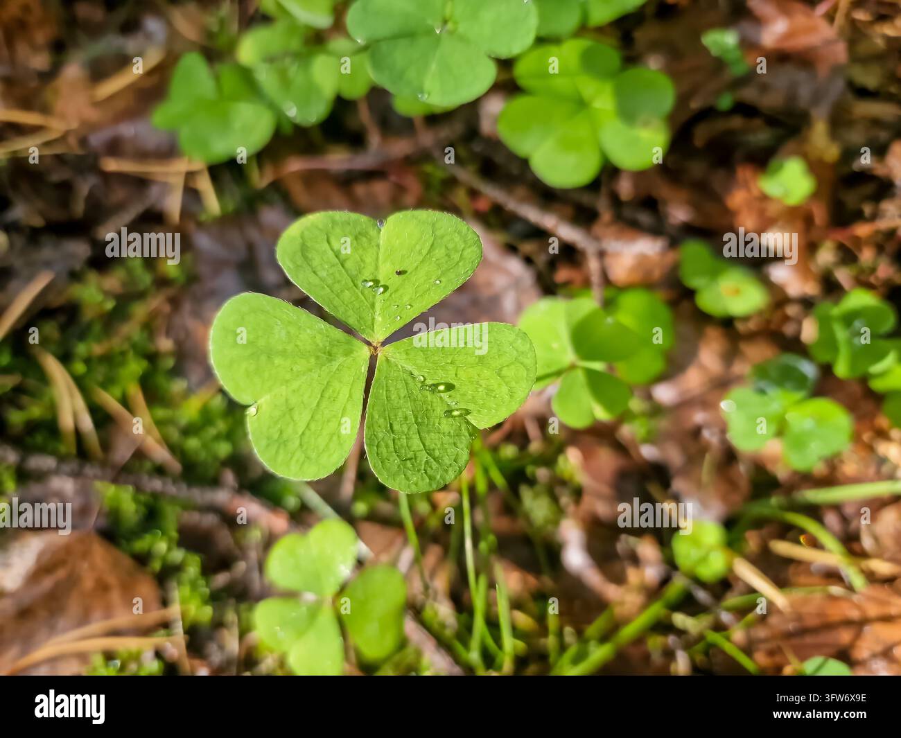 Pianta da giardino. Raro trifoglio a quattro foglie trovato nell'erba verde, simbolo di buona fortuna, concetto di San Patrizio e tradizione irlandese. Foglia di trifoglio Foto Stock