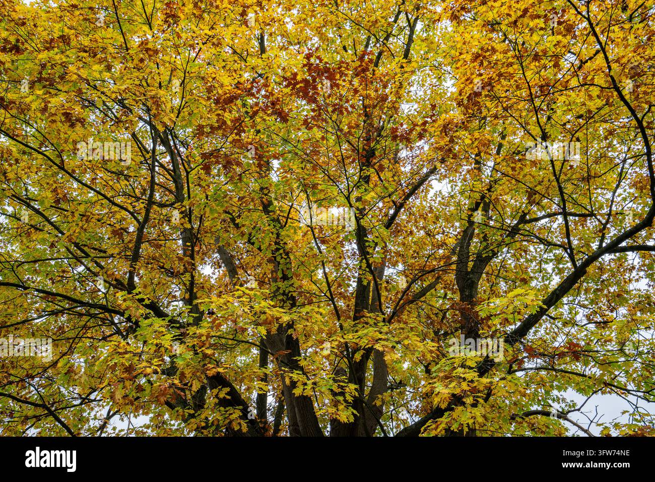 Corona di albero dorato autunnale con rami scuri, sfondo di fogliame autunnale Foto Stock