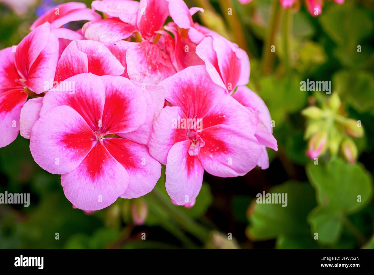 Close up di fiori di geranio rosa in fiore con centri rossi in un giardino. Foto Stock