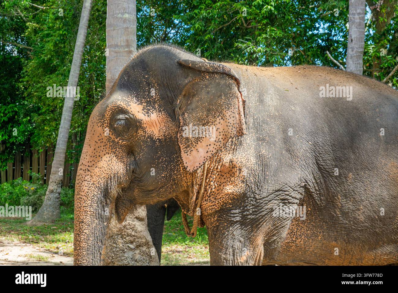 Ritratto laterale di un elefante asiatico con pelle maculata distintiva, proboscide e orecchio a Koh Samui, Thailandia. Fauna asiatica, natura tropicale, specie in via di estinzione Foto Stock