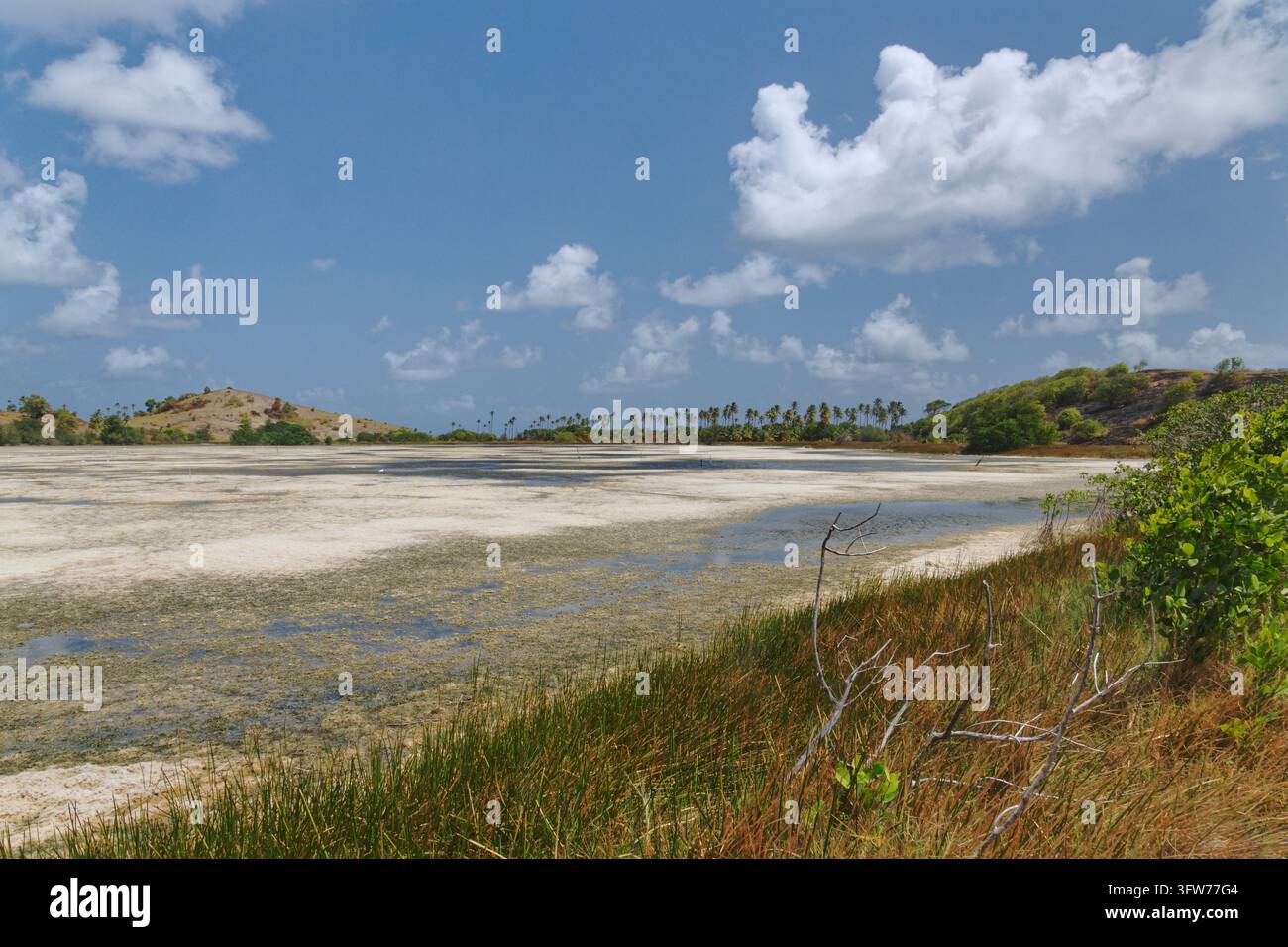 Stagno di Boriel con fitta crescita di alghe, parzialmente sbiancato dal sole, area umida di Vieux Fort, Savannes Bay, Aupicon, Santa Lucia, Indie Occidentali, febbraio. Foto Stock