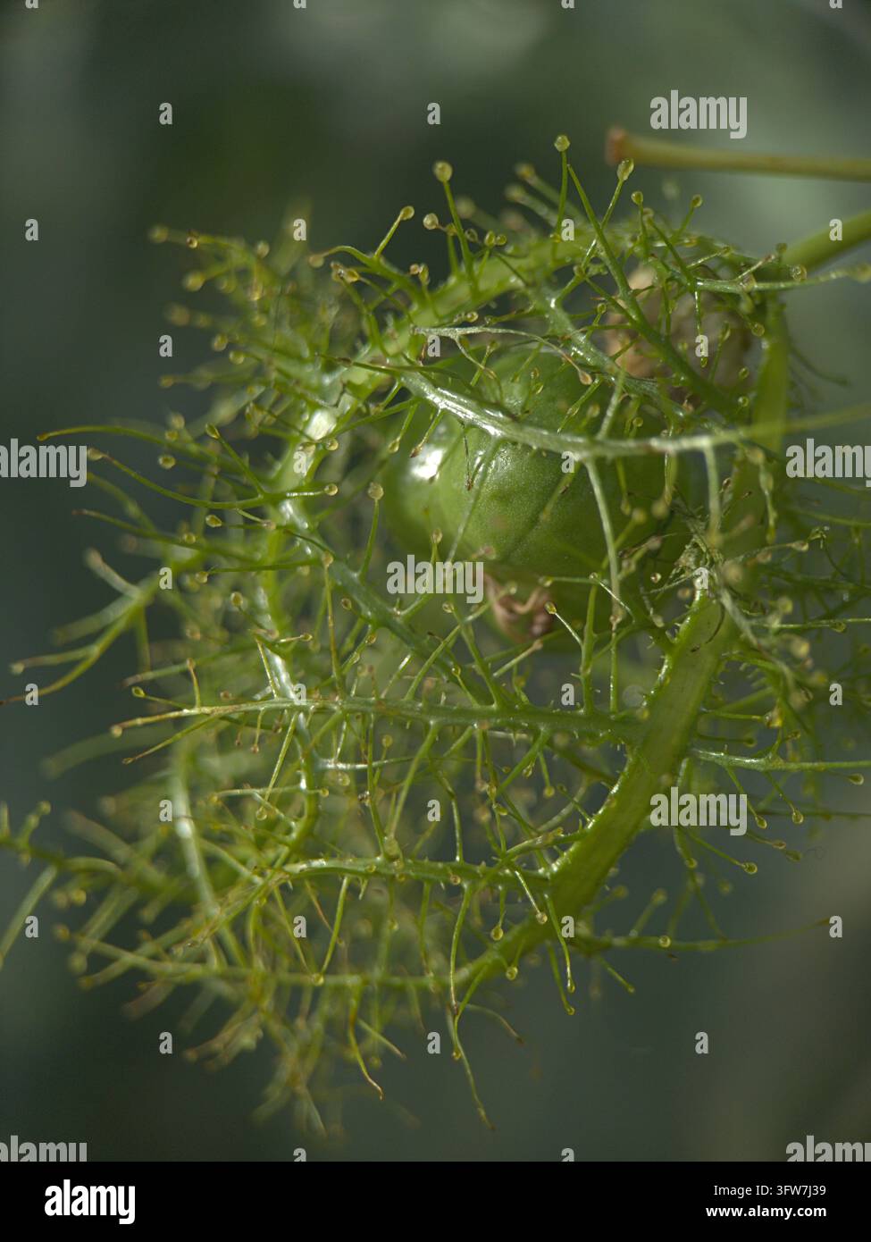 Primo piano di forme vegetali, forse Passiflora foetida (Passiflora foetida) in una serra ai Giardini di Kew. Foto Stock