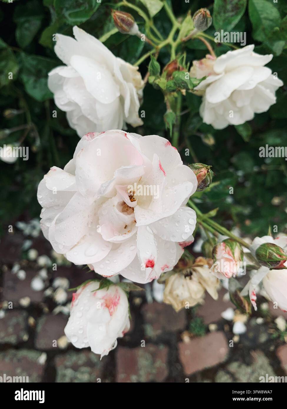 Rose bianche con punte rosa e gocce di pioggia in primo piano alla Roseraie de Saverne, Francia. Sfondo floreale di fiori di cespuglio di rose in fiore nel giardino dell'Alsazia. - Immagine stock catturata con smartphone