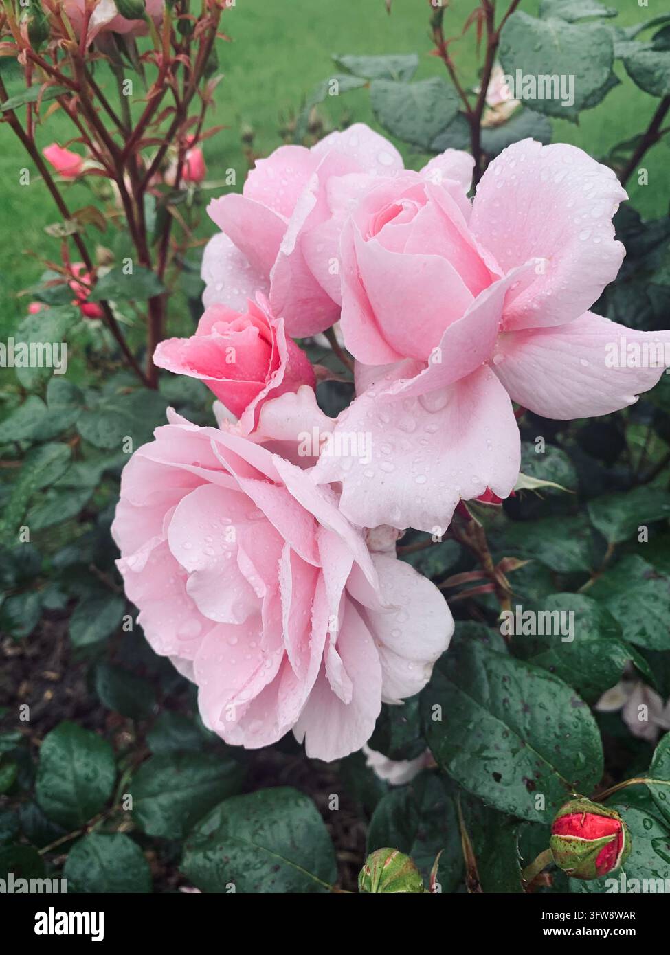 Belle rose rosa con gocce d'acqua dopo la pioggia nel parco di Roseraie de Saverne, Alsazia, Francia, vista macro in primo piano. - Immagine stock catturata con smartphone