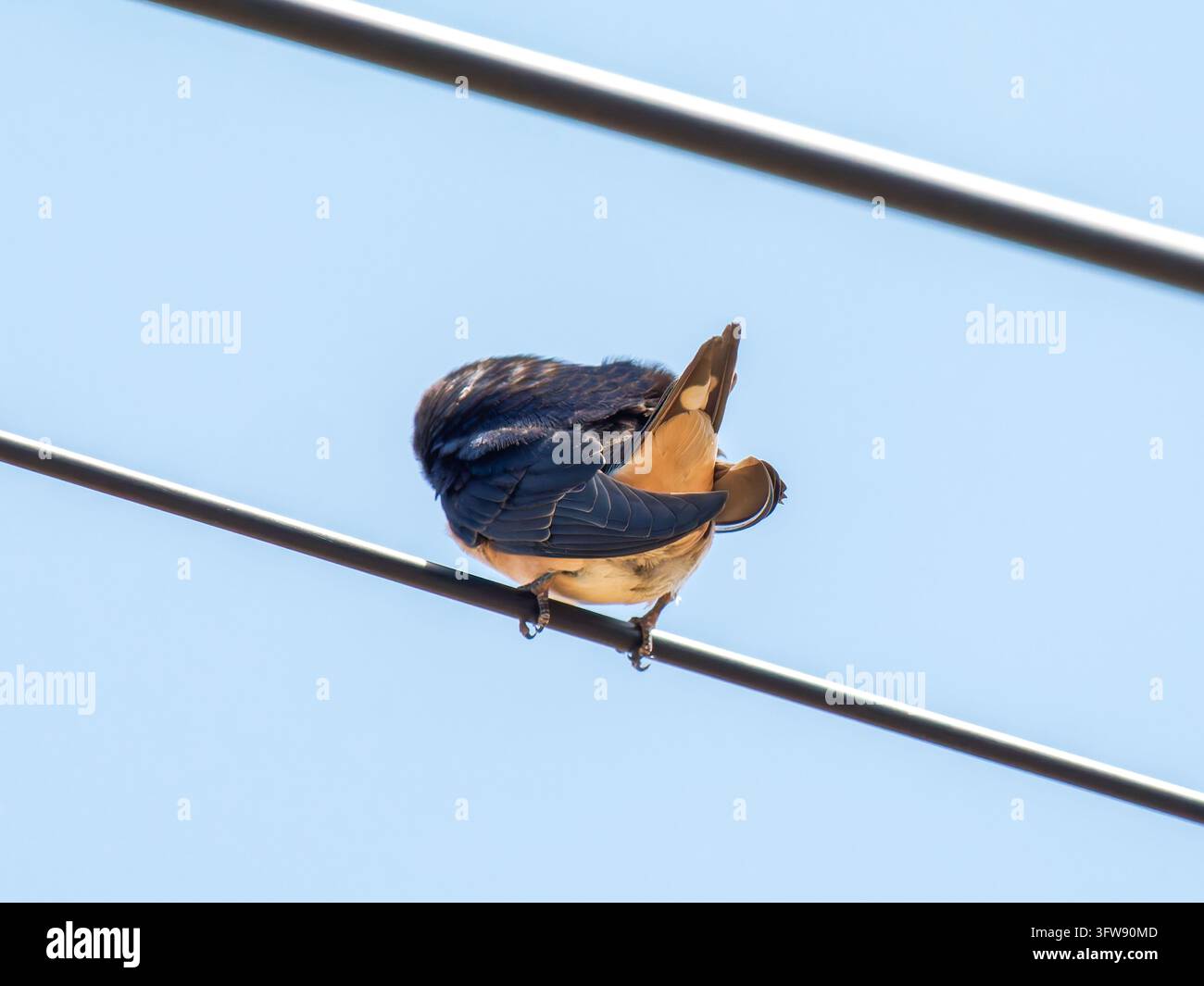 Uccello appollaiato su un filo sotto un cielo blu terso, che mostra il dorso e le piume della coda Foto Stock