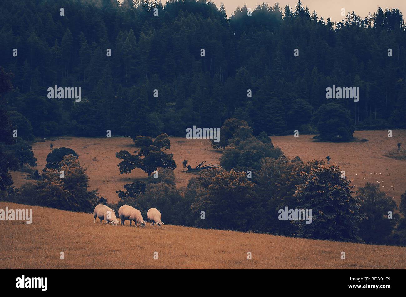 Tre pecore che pascolano su una collina erbosa dorata davanti a una foresta di pini scuri e alberi da parco, Scozia Foto Stock