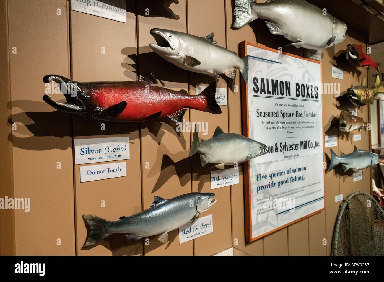 Modelli delle cinque specie di salmone del Pacifico sono esposti al Wrangell Museum nel James e Elsie Nolan Center a Wrangell, Alaska. La pesca e l'inscatolamento del salmone hanno modellato l'economia della città per più di un secolo. Foto Stock