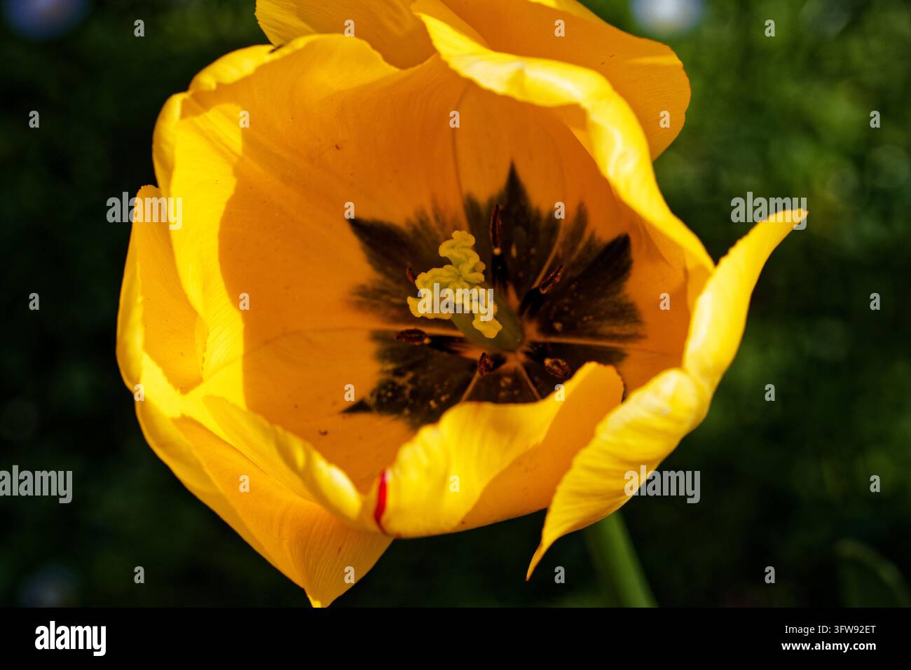 Tulipa gesneriana, la tulipa di Didier o tulipa da giardino, è una specie di pianta della famiglia delle liliacee, coltivata come pianta ornamentale in molti paesi. Foto Stock