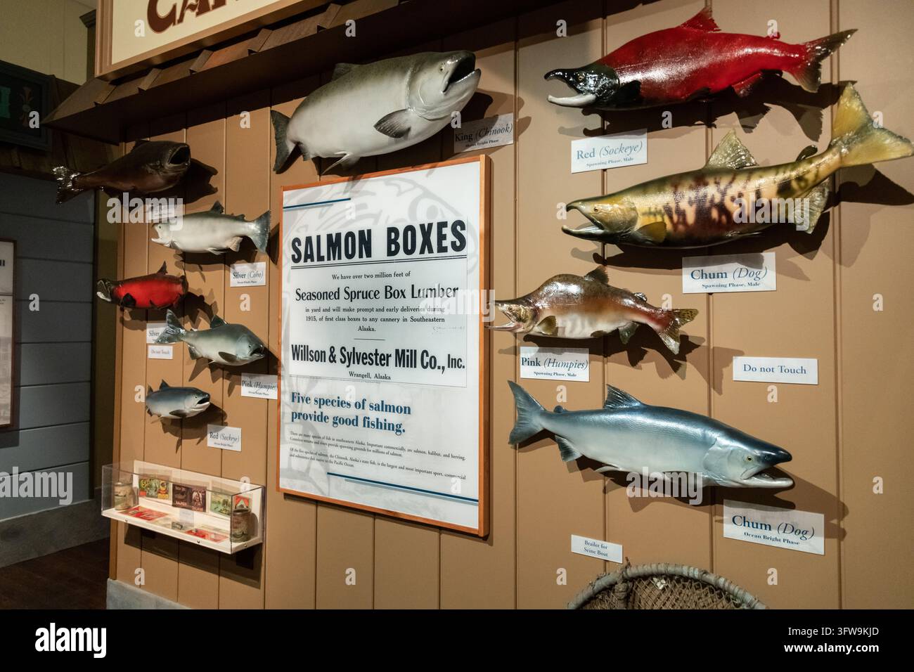 Modelli delle cinque specie di salmone del Pacifico sono esposti al Wrangell Museum nel James e Elsie Nolan Center a Wrangell, Alaska. La pesca e l'inscatolamento del salmone hanno modellato l'economia della città per più di un secolo. Foto Stock