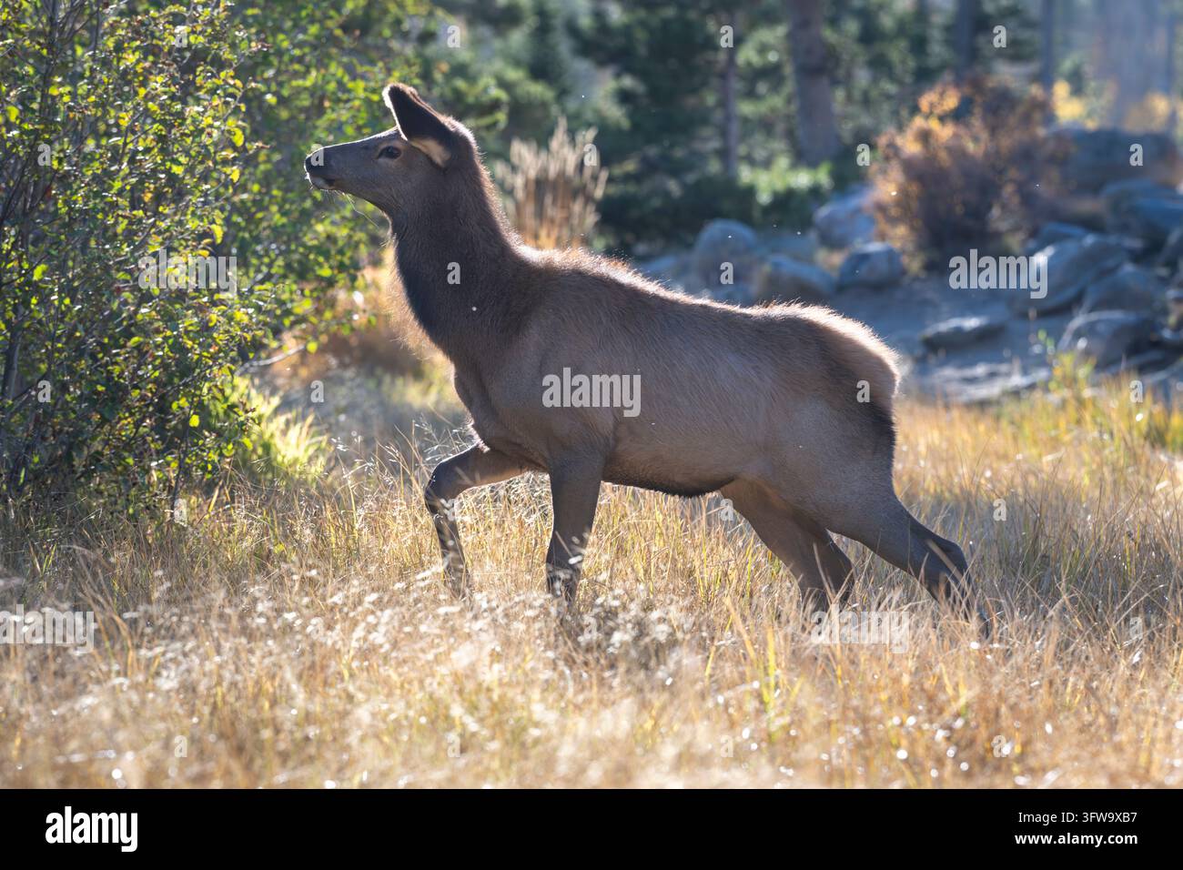 Alce femmina delle Montagne Rocciose (Cervus canadensis nelsoni) in movimento vicino al lago Sprague, Parco nazionale delle Montagne Rocciose, Colorado Foto Stock