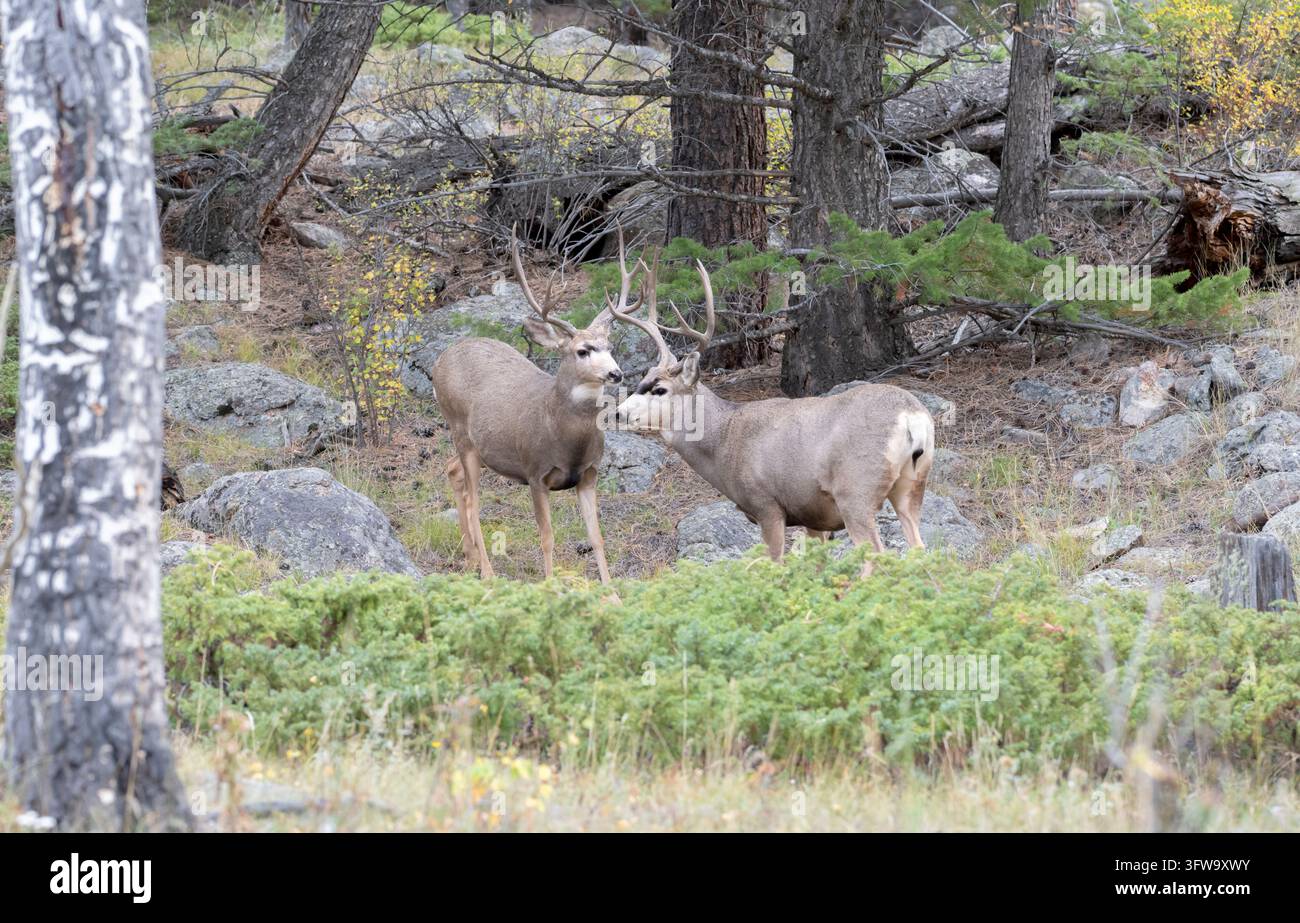 Il cervo mula (Odocoileus hemionus, originario dell’America nordoccidentale, nel suo habitat naturale nel Parco Nazionale delle Montagne Rocciose, Colorado Foto Stock
