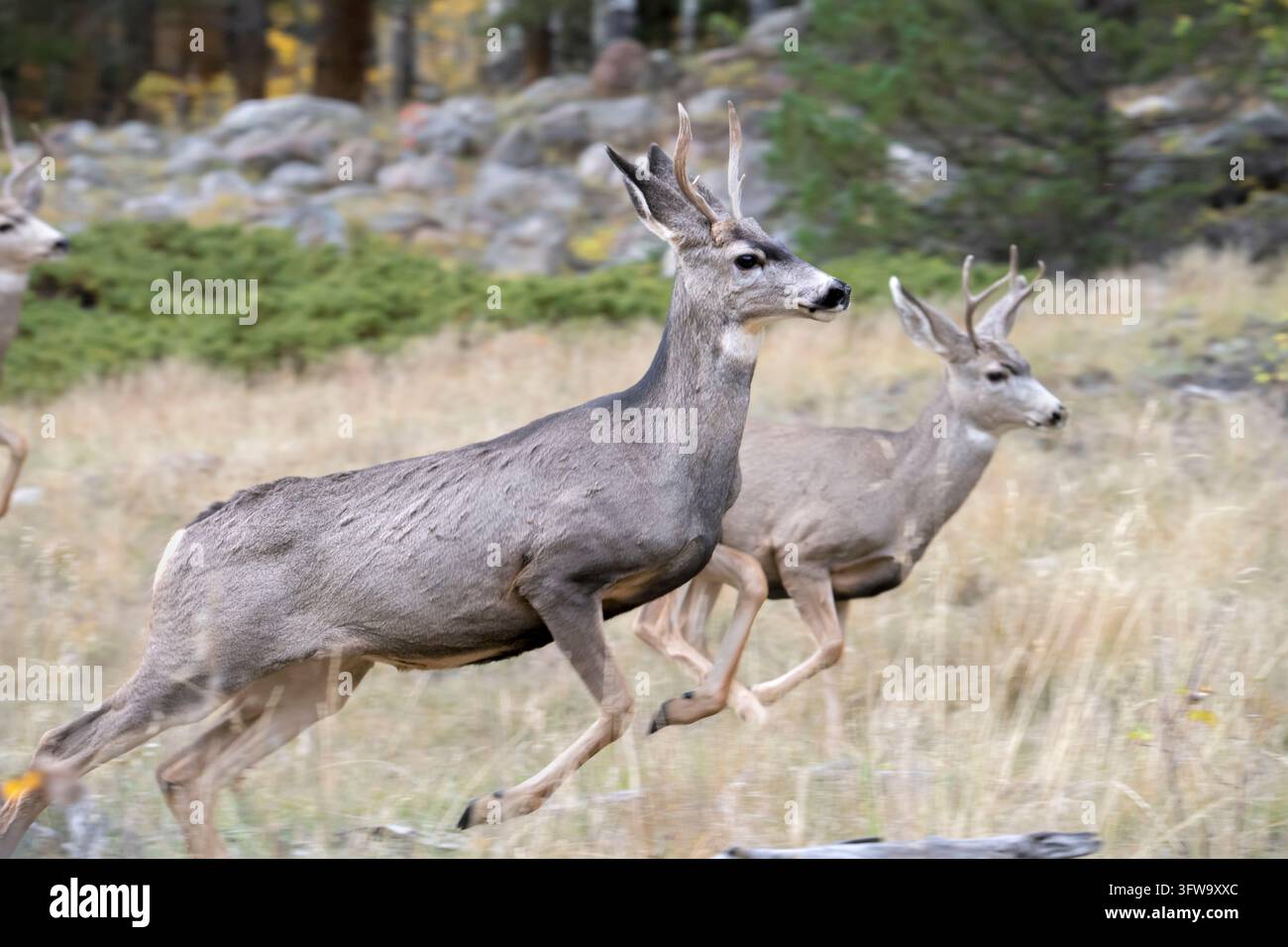 Cervo muletto (Odocoileus hemionus) in corsa su una roccia nel Rocky Mountain National Park, Colorado Foto Stock