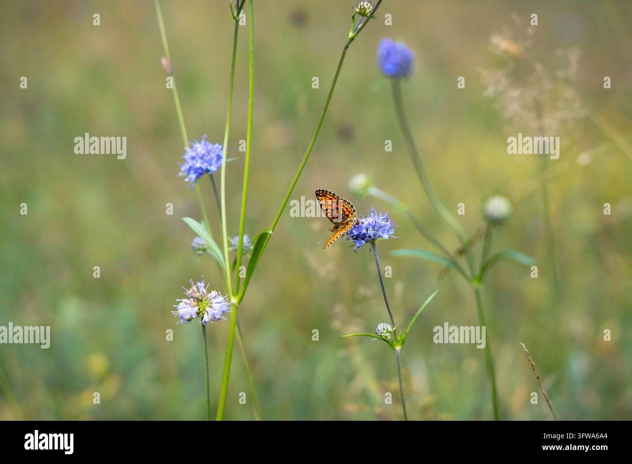 Farfalla chiamata Farfalla Madreperla nella brughiera Foto Stock