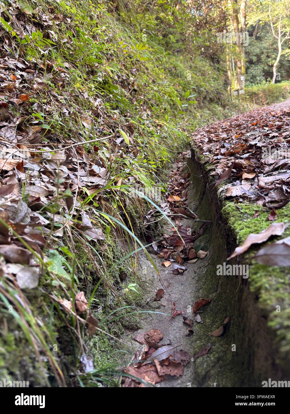 Primo piano di un corso d’acqua lungo una strada e della natura rigogliosa verde sul Monte Shioji a Umi Town, Fukuoka, Giappone. - Immagine stock catturata con smartphone