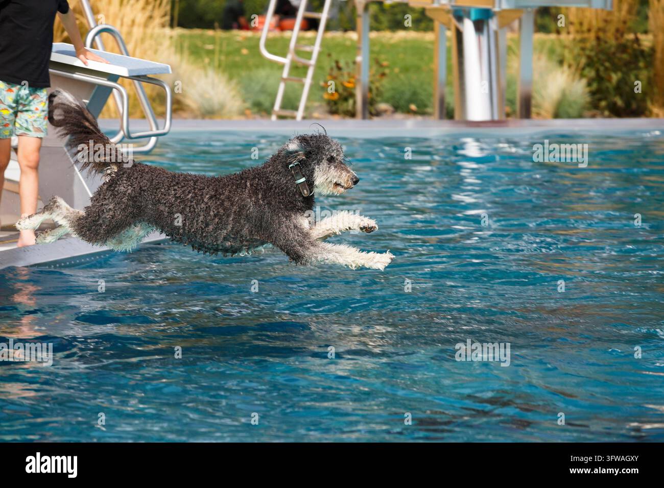 Il cane salta nell'acqua della piscina all'aperto Foto Stock
