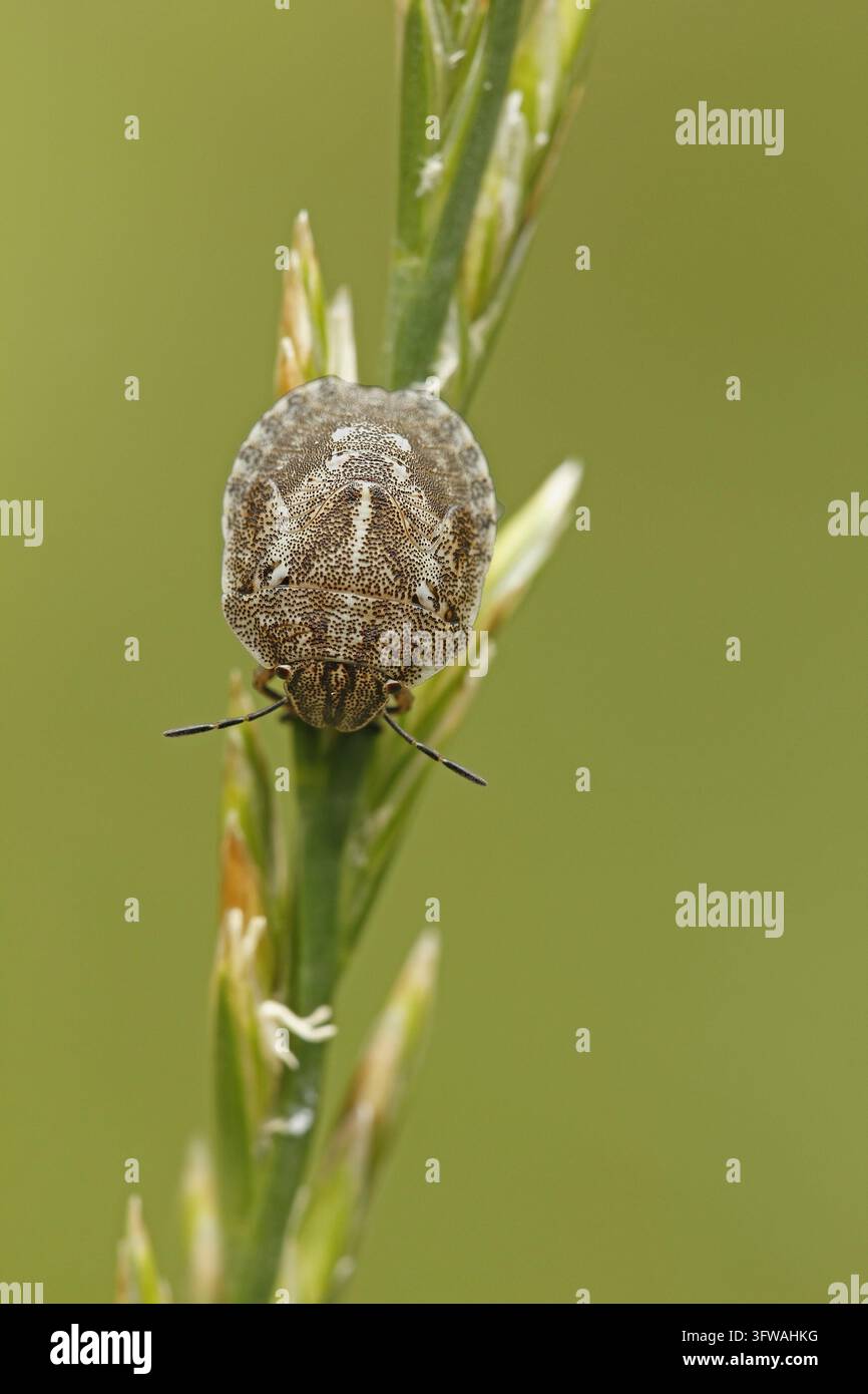 Nima del coleottero tartaruga (Eurygaster testudinaria) Foto Stock