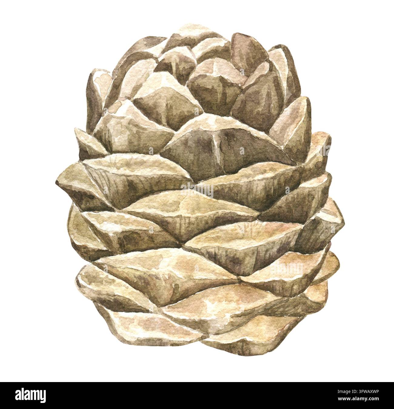 Pigna chiusa acquerellata con squame marroni chiari sovrapposte. Illustrazione di foresta natalizia e autunnale per biglietti di auguri, inviti, ghirlande, ga Foto Stock