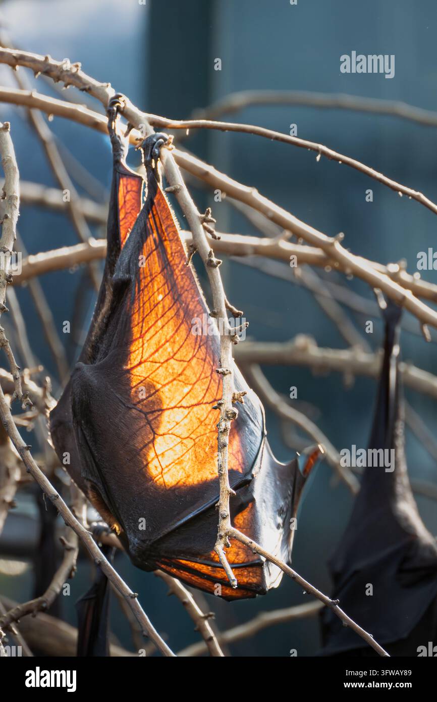 Grande pipistrello appeso a testa in giù da rami intrecciati. Le sue ali sono spiegate, rivelando un ventre arancione luminoso. La pelle scura e coriacea contrasta con Foto Stock