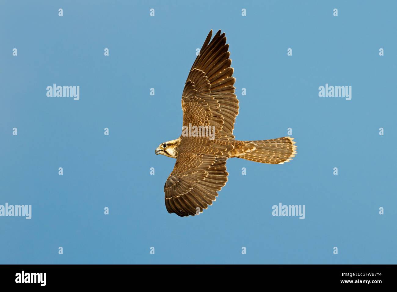 Un falco di lanner (Falco biarmicus) in volo contro un cielo azzurro, in Sudafrica Foto Stock