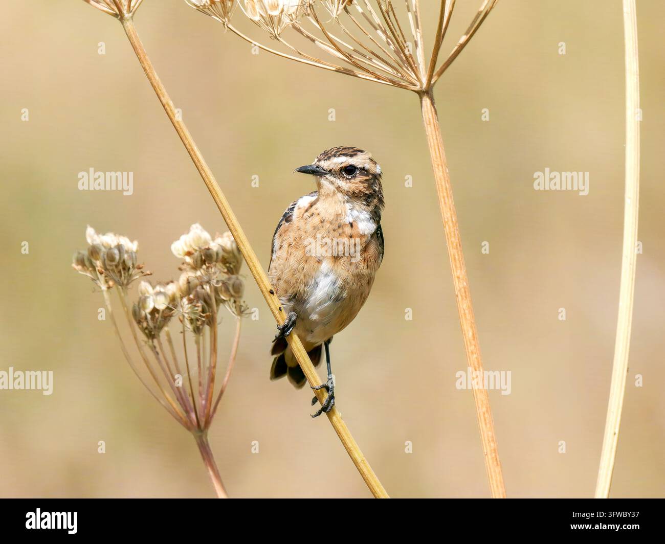 Ciacola (Saxicola rubetra) appollaiata su steli secchi a Tignes con uno sfondo sfocato. Foto Stock