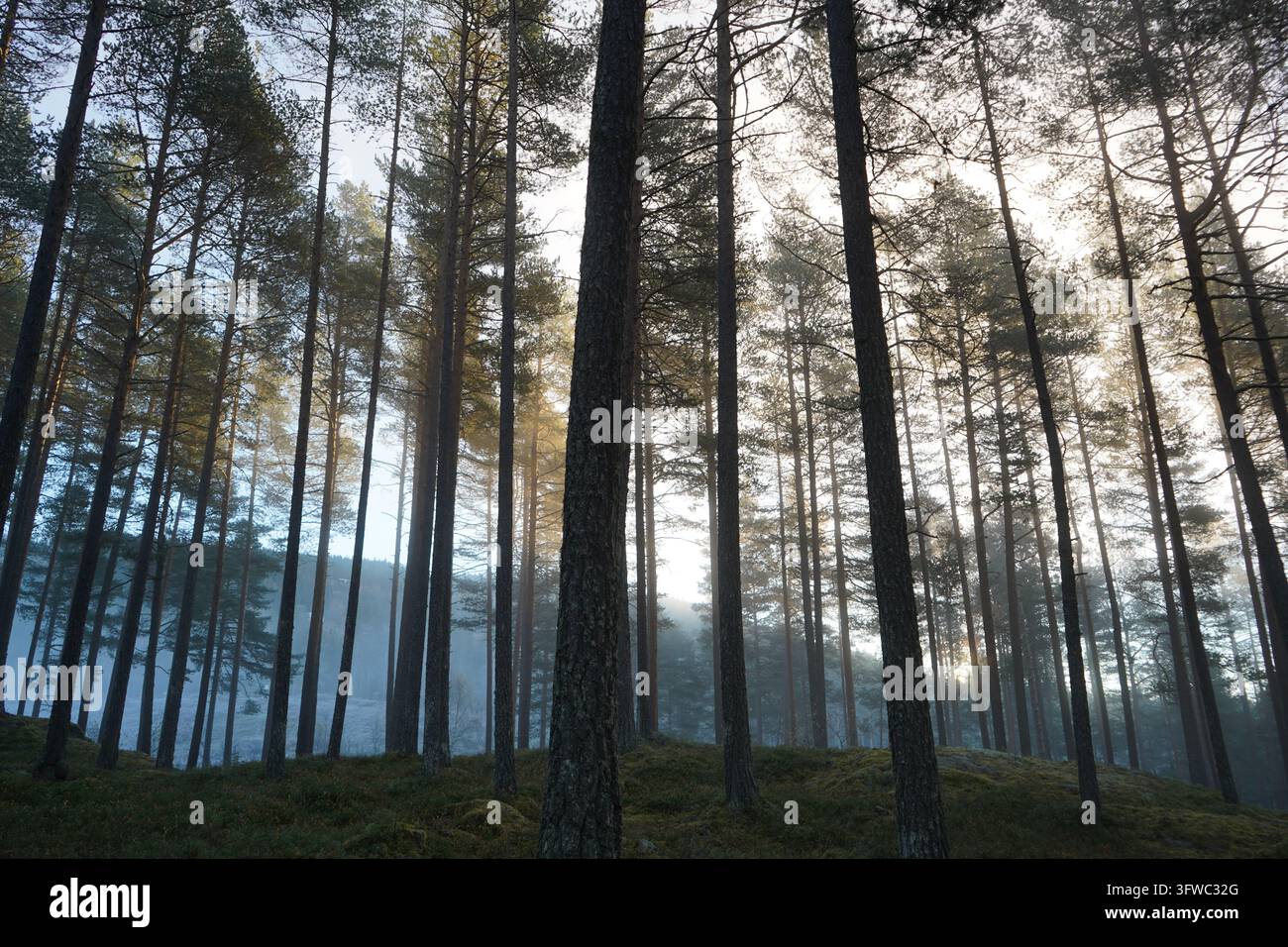 Alti pini nei boschi norvegesi. Il sole filtra attraverso la nebbia mattutina. Foto Stock