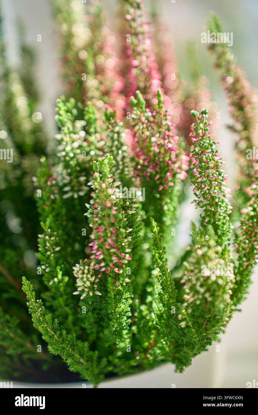 Fiori di erica rosa e bianchi in fiore in un vaso. Primo piano di Calluna vulgaris con piccoli fiori e foglie verdi. Piante autunnali, giardinaggio e decorazione stagionale. Foto Stock