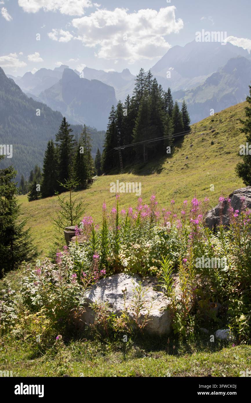 Prato alpino con fiori rosa e montagne Foto Stock