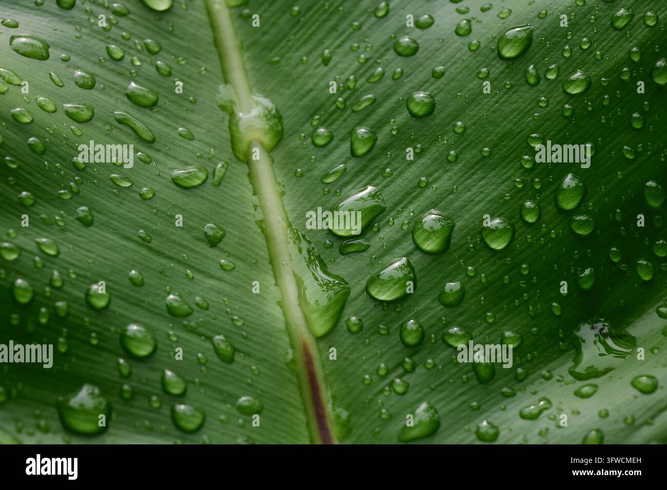 Gocce d'acqua su una superficie di foglia verde Foto Stock