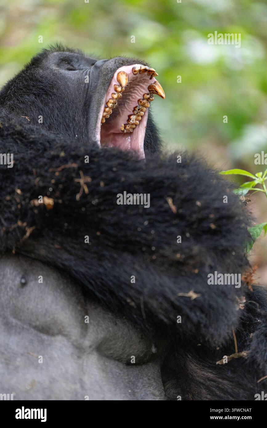 Un grande gorilla di montagna che sbadiglia ampiamente mostrando i denti Foto Stock