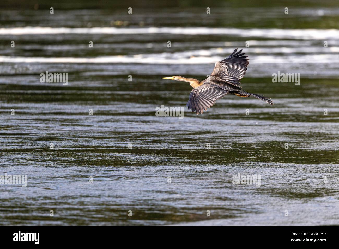 Uccello anhinga che vola basso su un fiume scuro Foto Stock