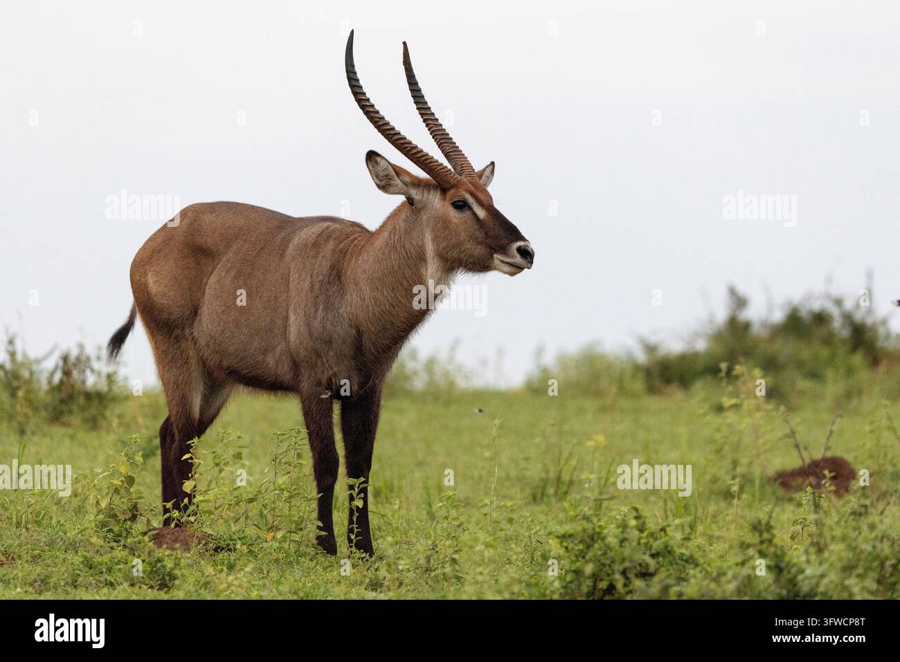 Un bellissimo waterbuck maschio si erge in un campo erboso verde Foto Stock