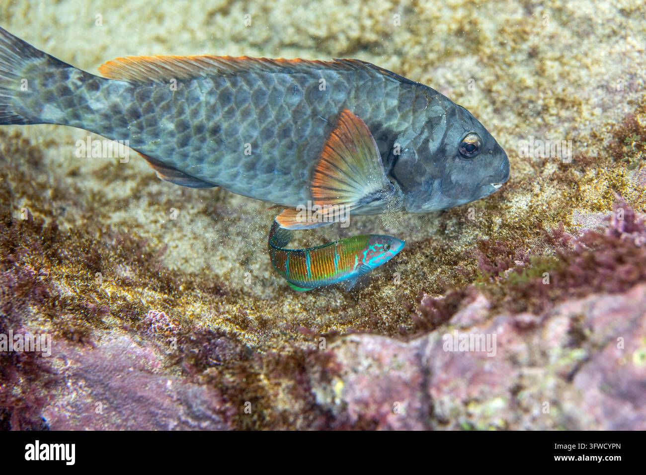 Moon Wrasse; Thalassoma lunare; Con Pesce Pappagallo; Isole Canarie; Spagna Foto Stock