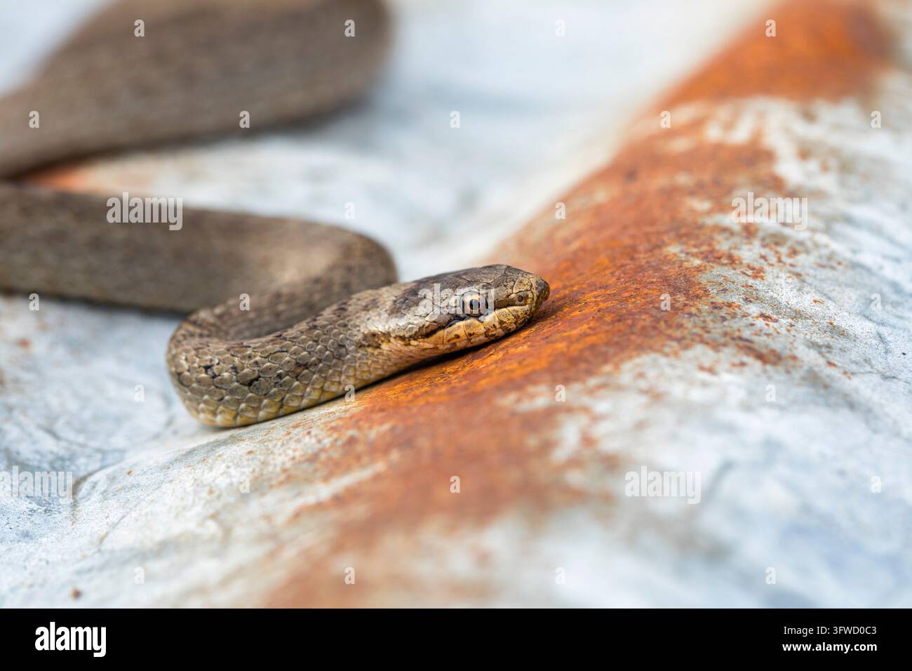 Serpente liscia; Coronella austriaca; su lamiera ondulata; Dorset; UK Foto Stock