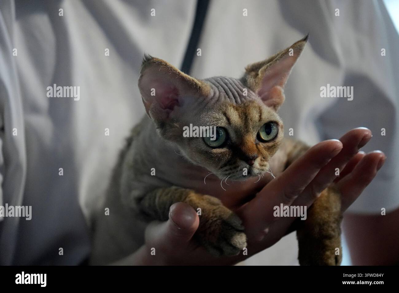 Un piccolo gattino Devon Rex con occhi verdi sorprendenti viene tenuto delicatamente tra le mani umane su uno sfondo di cappotto bianco. Foto Stock