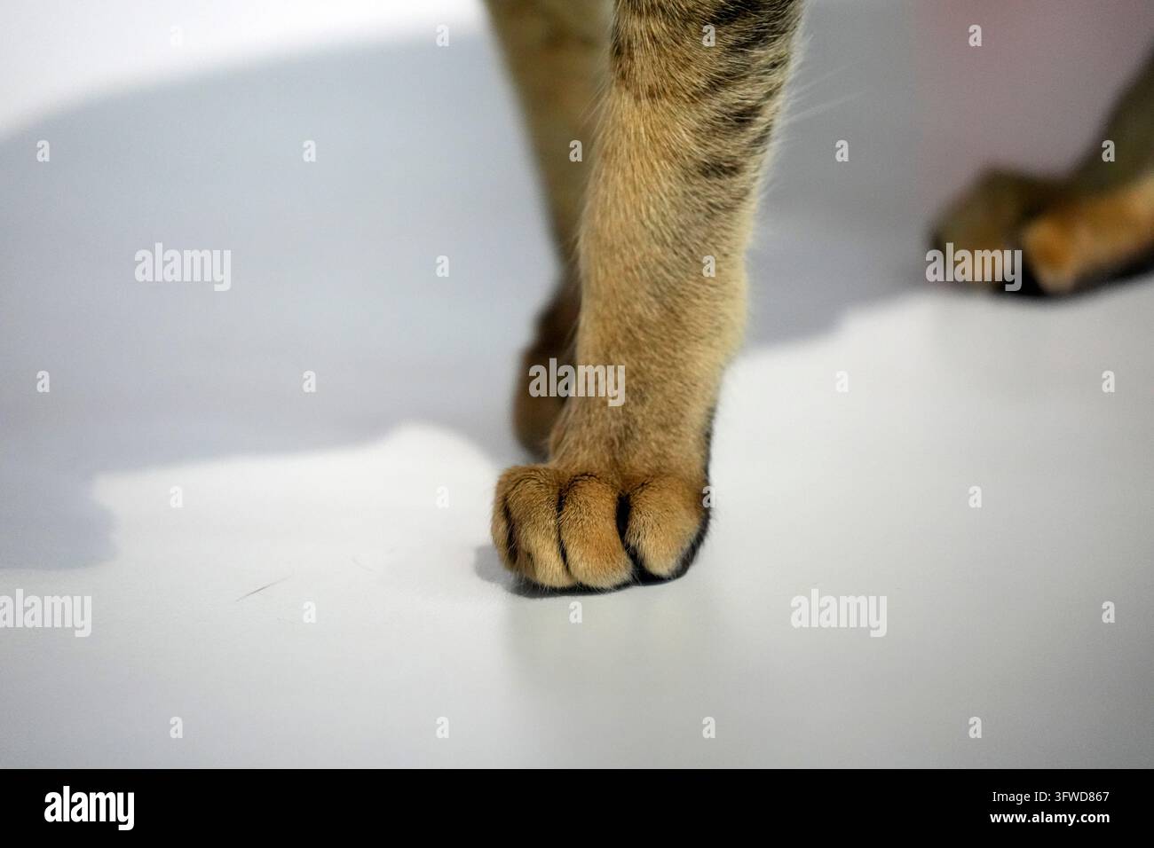 Macro di una zampa anteriore di un gatto tigrato appoggiata su una superficie bianca pulita, con artigli visibili e dettagli del pelo. Foto Stock