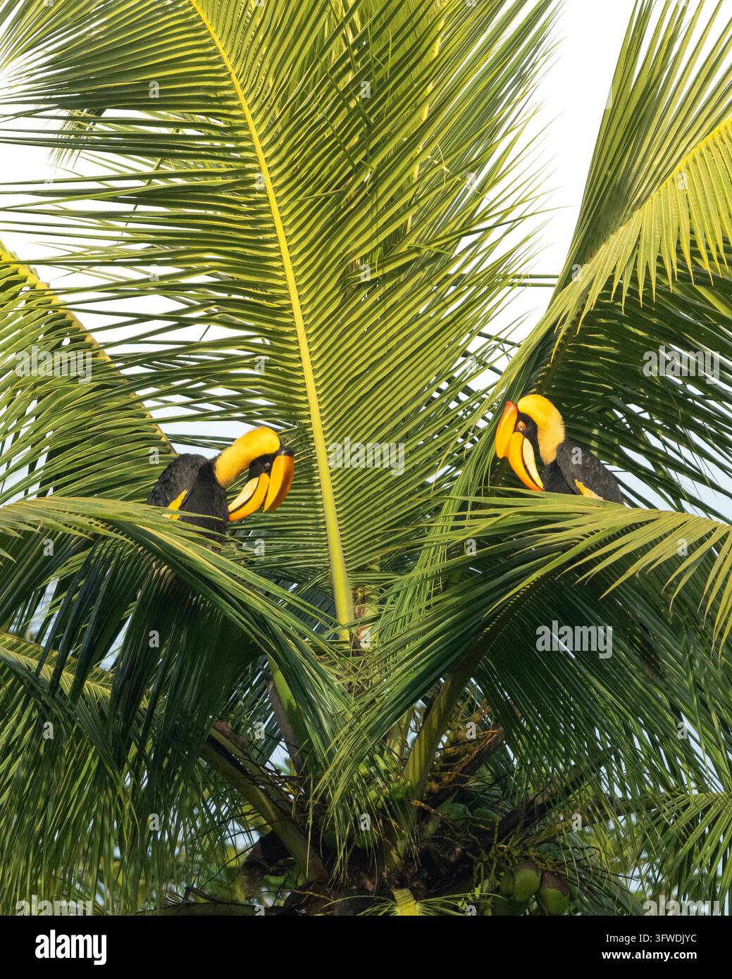Coppia di tacchino (Buceros bicornis) che si liscia mentre è appollaiata su un albero di cocco nella natura selvaggia. Vengono anche chiamati tacchini dal becco concavo Foto Stock