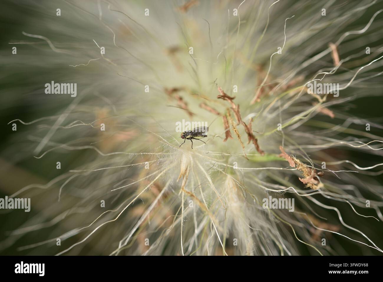 Fotografia ravvicinata di una piccola mosca dal corpo scuro appoggiata su una delicata, piumosa pluma di tarassaco, posizionata leggermente fuori centro in uno sfondo sfocato Foto Stock