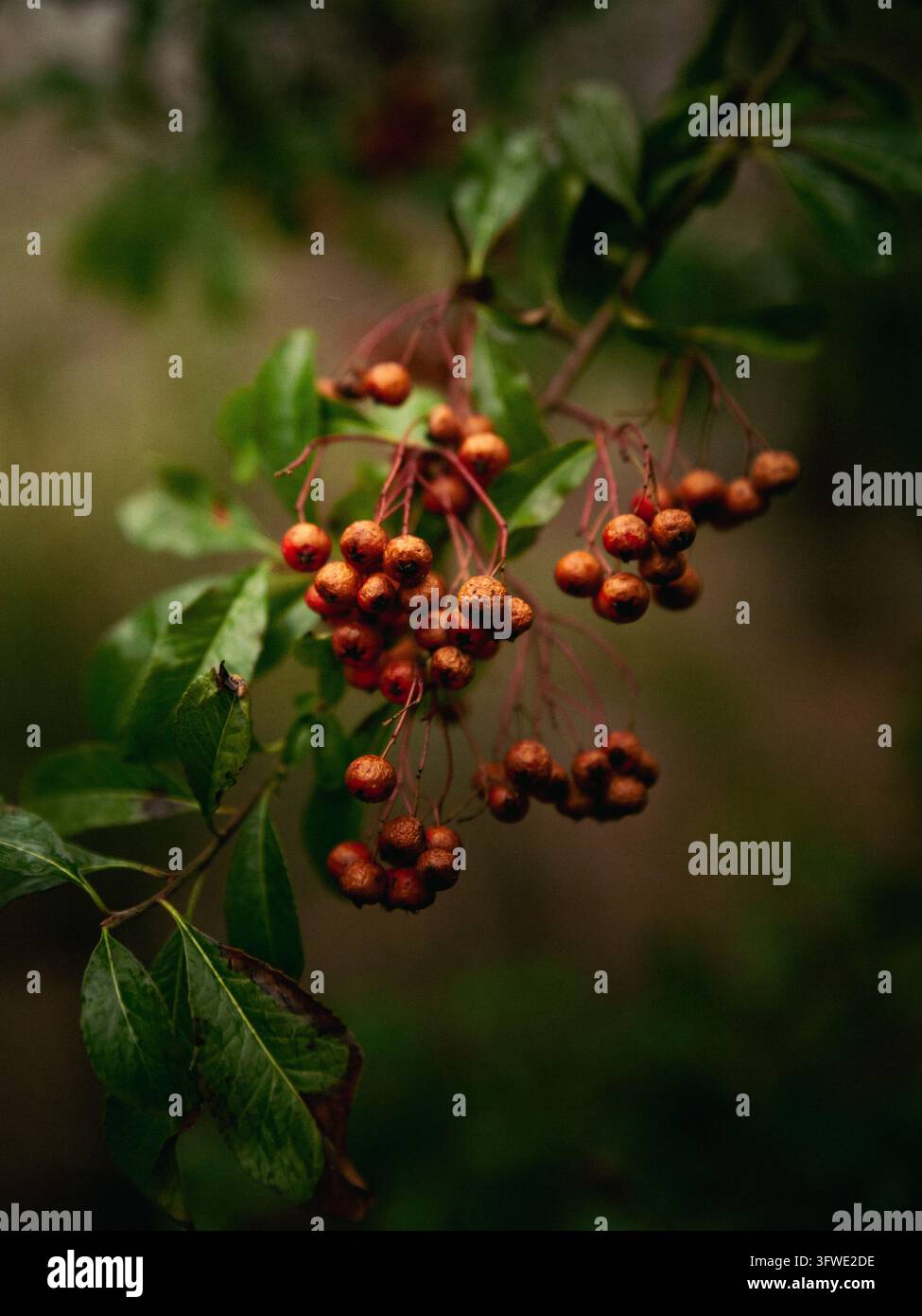 Luce di bacche rosse mature su un ramo con foglie verdi su uno sfondo scuro in autunno. Foto Stock