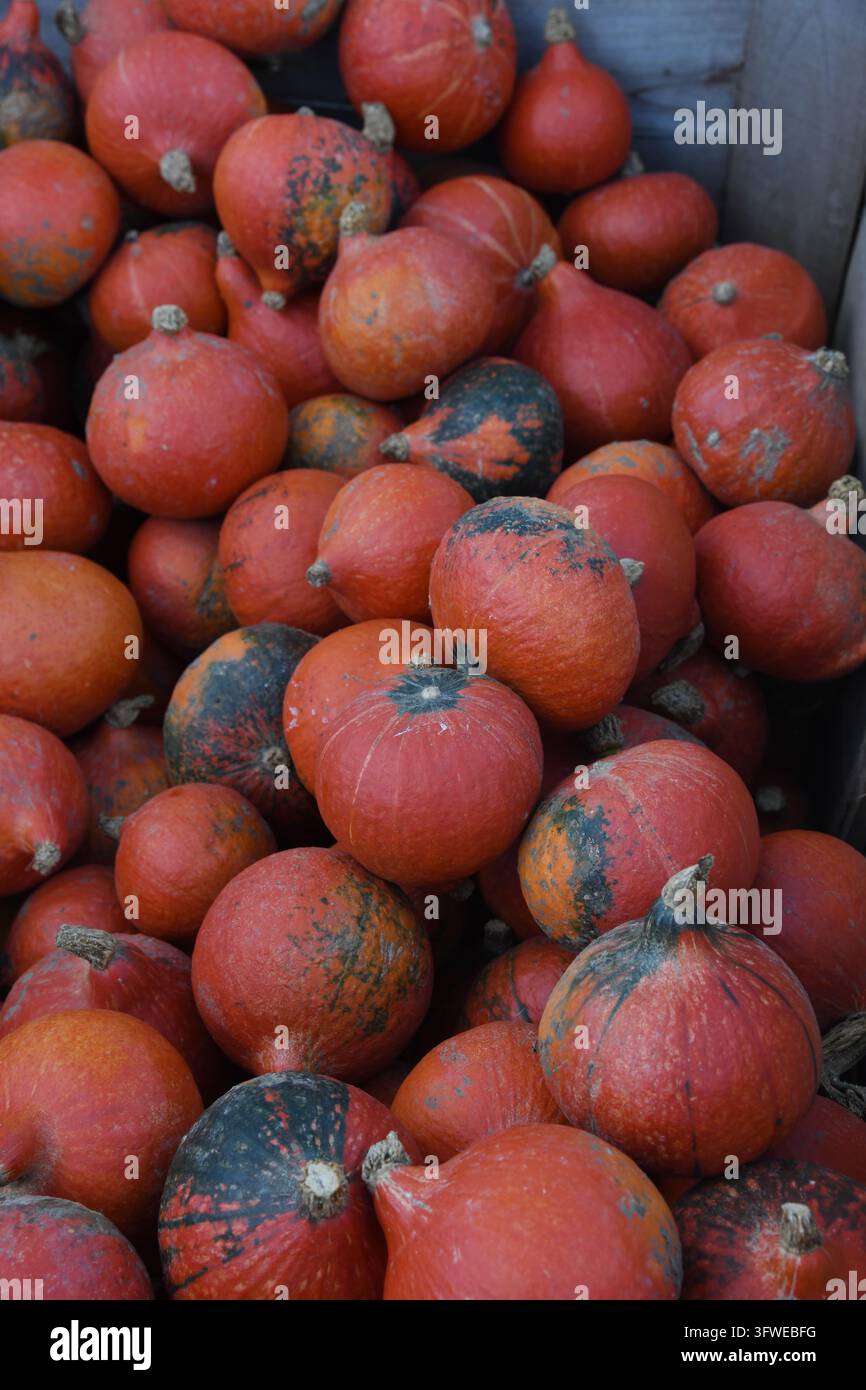 Zucchine rosse Uchiki Kuri Foto Stock