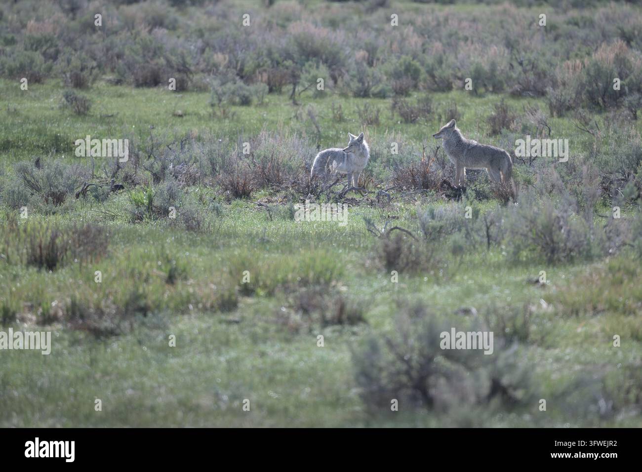 Due coyote (Canis latrans) si muovono attraverso l'habitat di arbusti di salvia nel Parco Nazionale di Yellowstone, USA. Foto Stock
