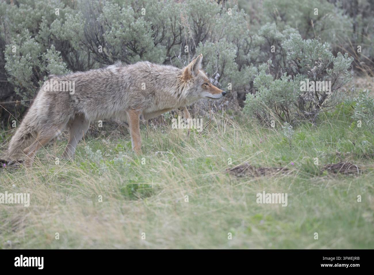 Un coyote (Canis latrans) attraversa prati nel Parco Nazionale di Yellowstone, USA. Foto Stock