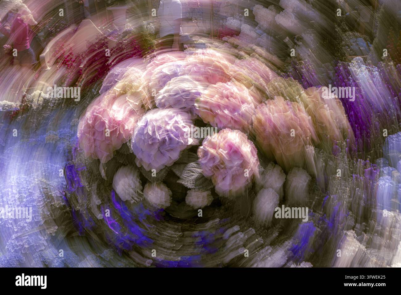Vista di un gruppo di vivaci fiori di ortensia rosa e viola catturati con un effetto di sfocatura radiale del movimento a Singapore, Singapore. Foto Stock
