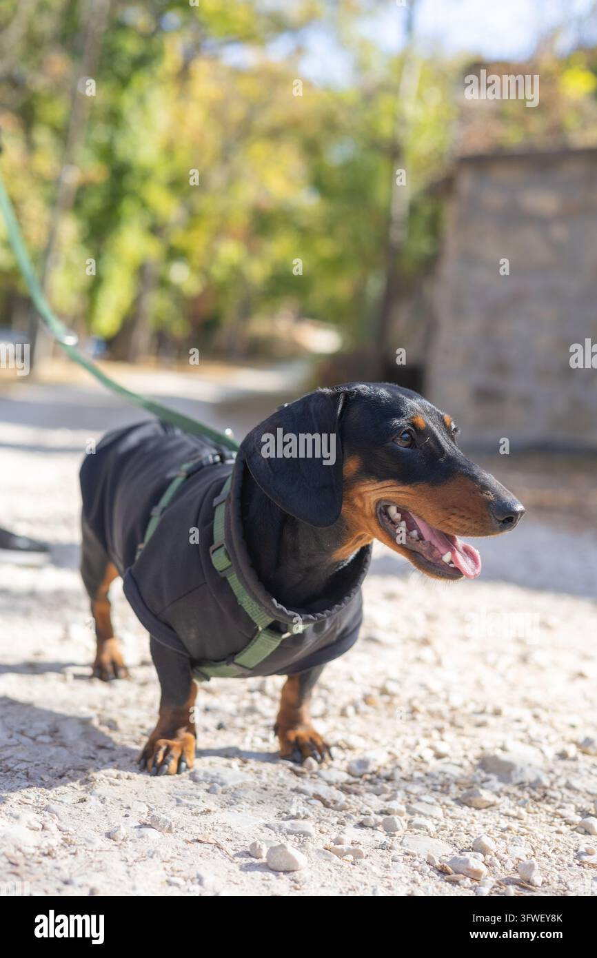 Adorabile cane Bassotto in miniatura seduto con sicurezza e che guarda verso l'alto Adorabile cane Bassotto in miniatura seduto con sicurezza e che guarda verso l'alto Foto Stock