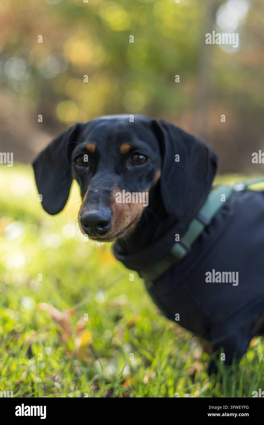 Adorabile cane Bassotto in miniatura seduto con sicurezza e che guarda verso l'alto Adorabile cane Bassotto in miniatura seduto con sicurezza e che guarda verso l'alto Foto Stock
