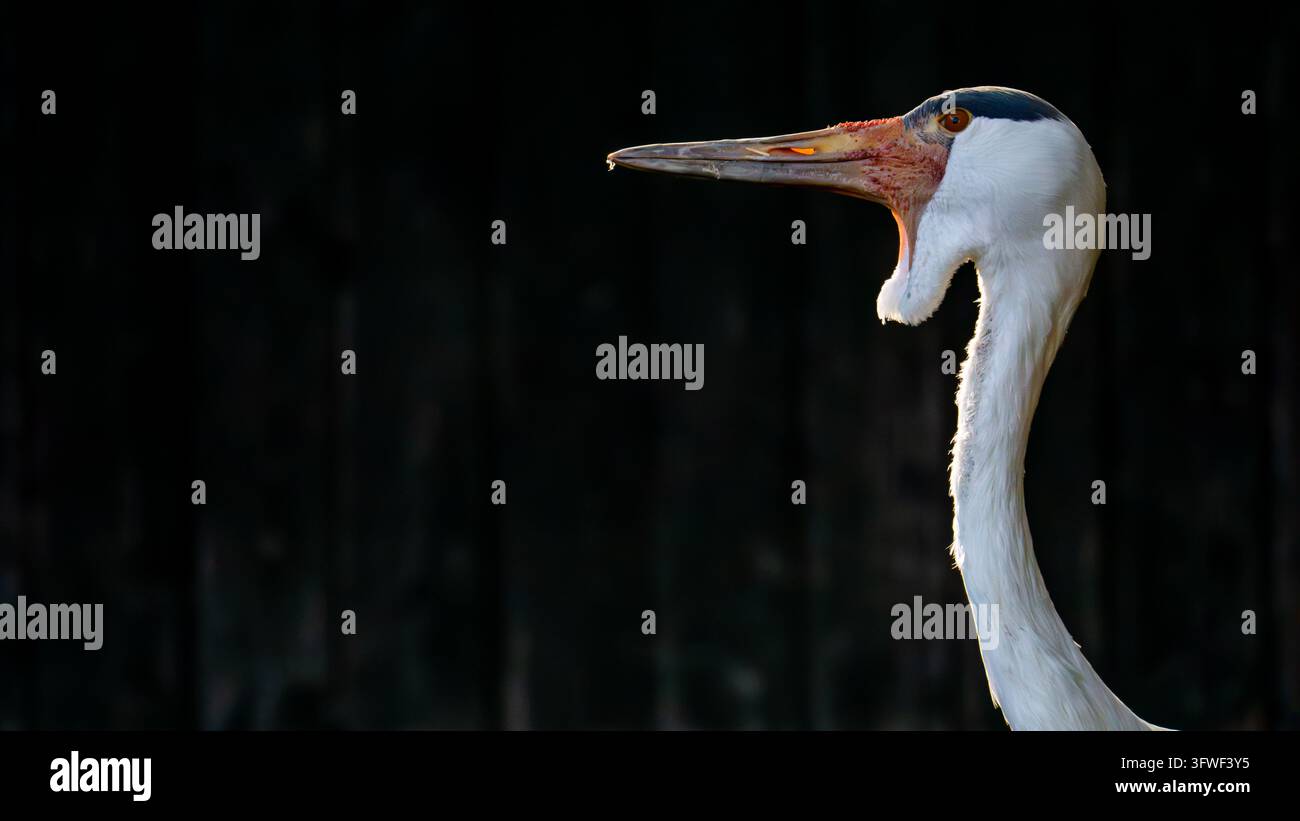 Una gru ciconia in profilo, con il suo fanone piumato, il volto rosso verrucoso e il becco lungo fortemente illuminati contro uno sfondo nero profondo Foto Stock