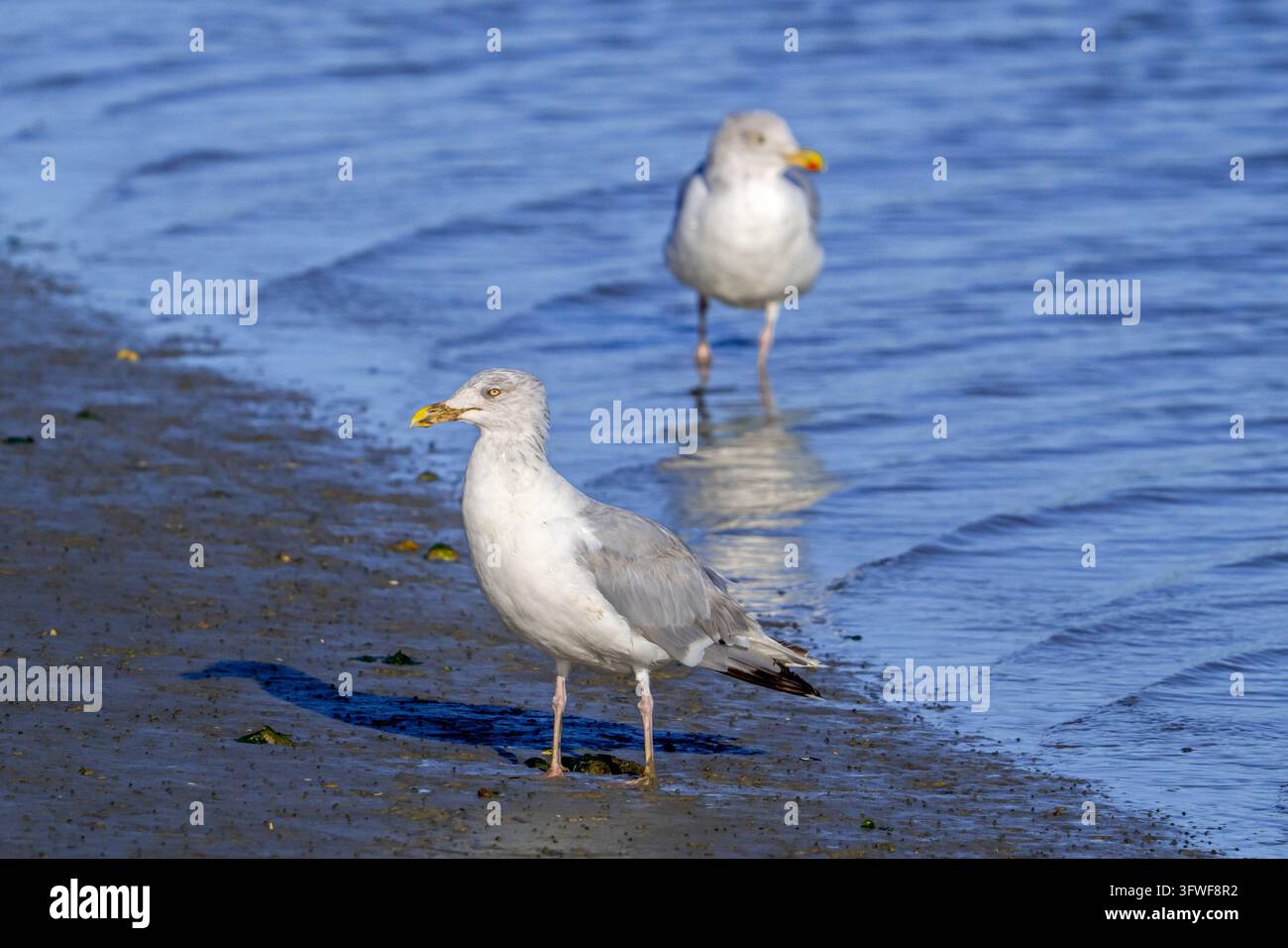 Gabbiano europeo (Larus argentatus) due adulti in piumaggio invernale che cercano cibo lungo la riva di uno stagno in una palude salata in autunno / caduta Foto Stock