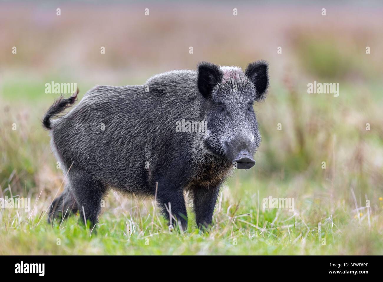 Cinghiale (Sus scrofa) femmina / femmina che cerca cibo in un prato / pascolo in autunno / caduta Foto Stock