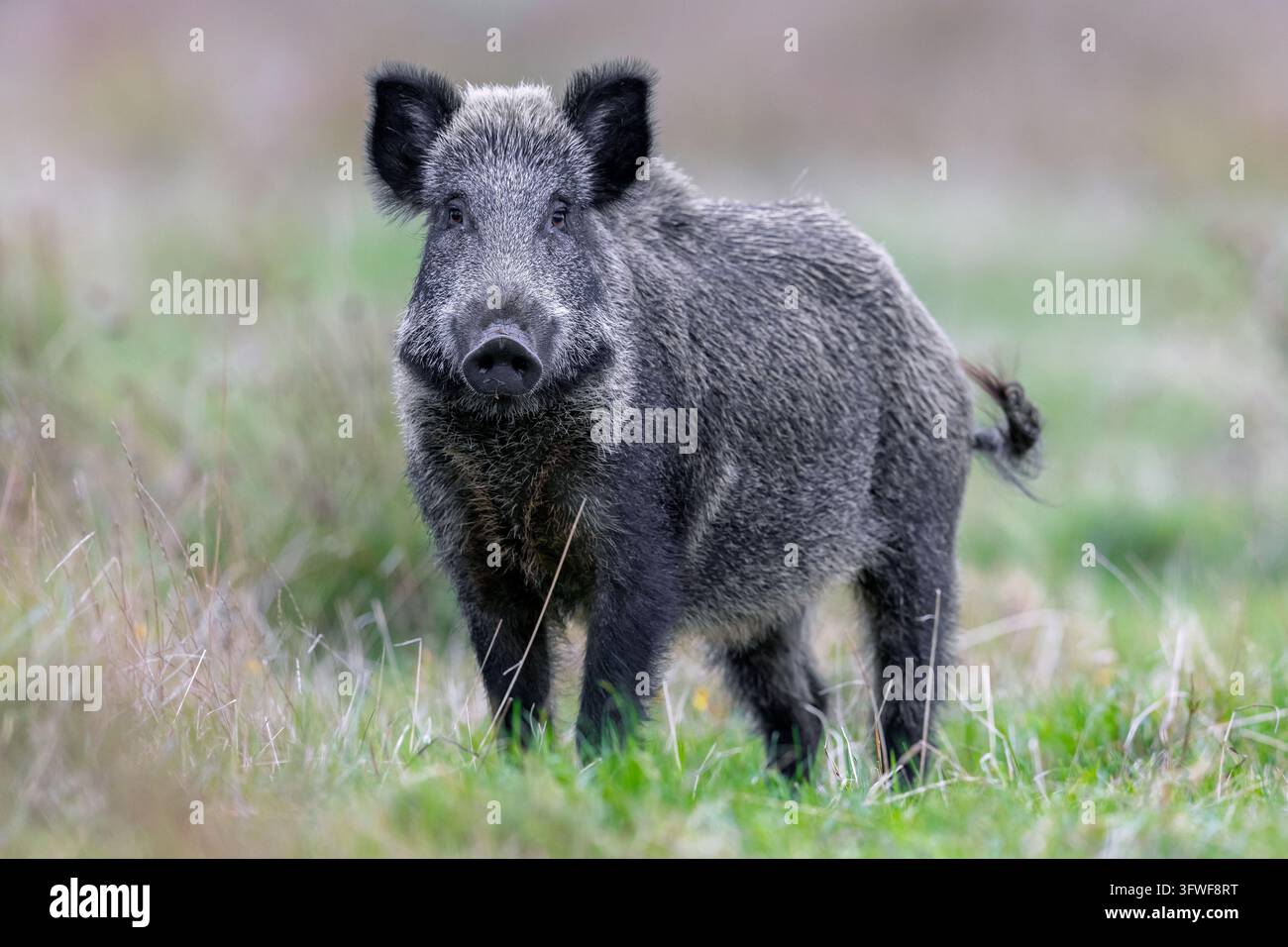 Cinghiale (Sus scrofa) femmina / femmina che cerca cibo in un prato / pascolo in autunno / caduta Foto Stock