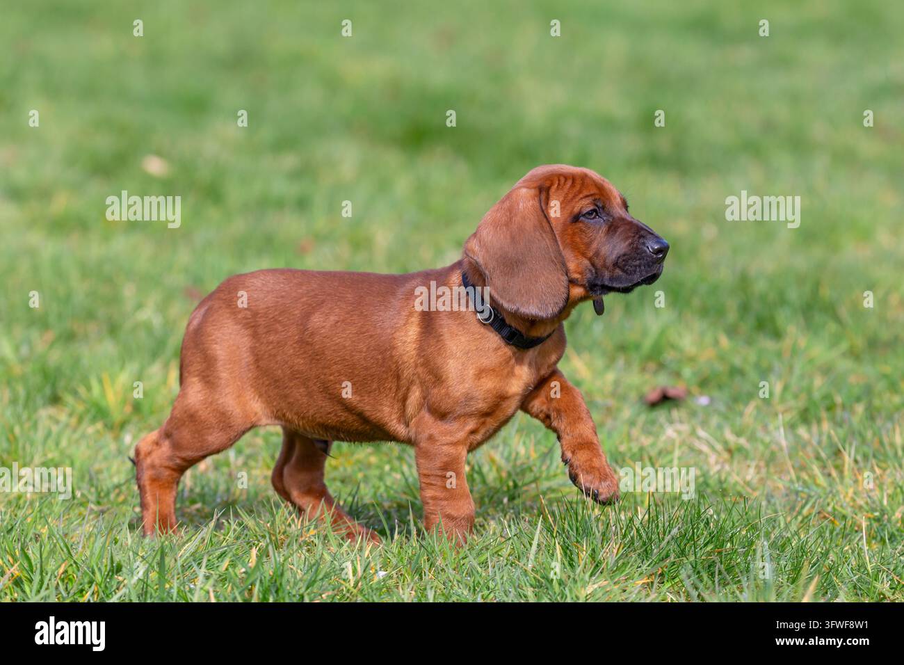 Cucciolo carino di cane da montagna bavarese / Bayerischer Gebirgsschweißhund, giovane razza di cane da traccia usata per rintracciare la selvaggina ferita e cane da caccia dalla Germania Foto Stock