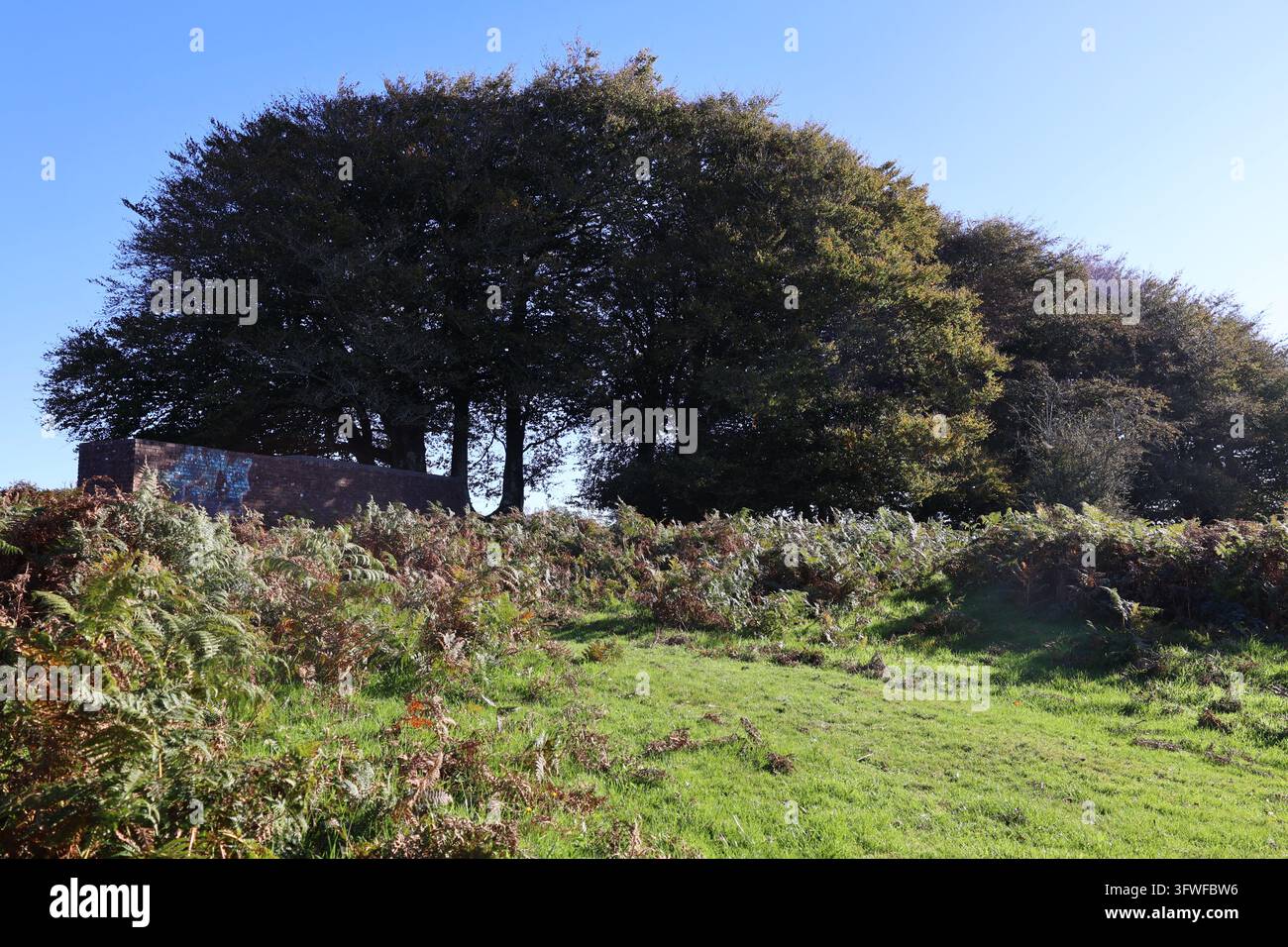 Alberi e felci che crescono intorno alle strutture militari abbandonate al poligono di tiro di Rippon Tor. Foto Stock